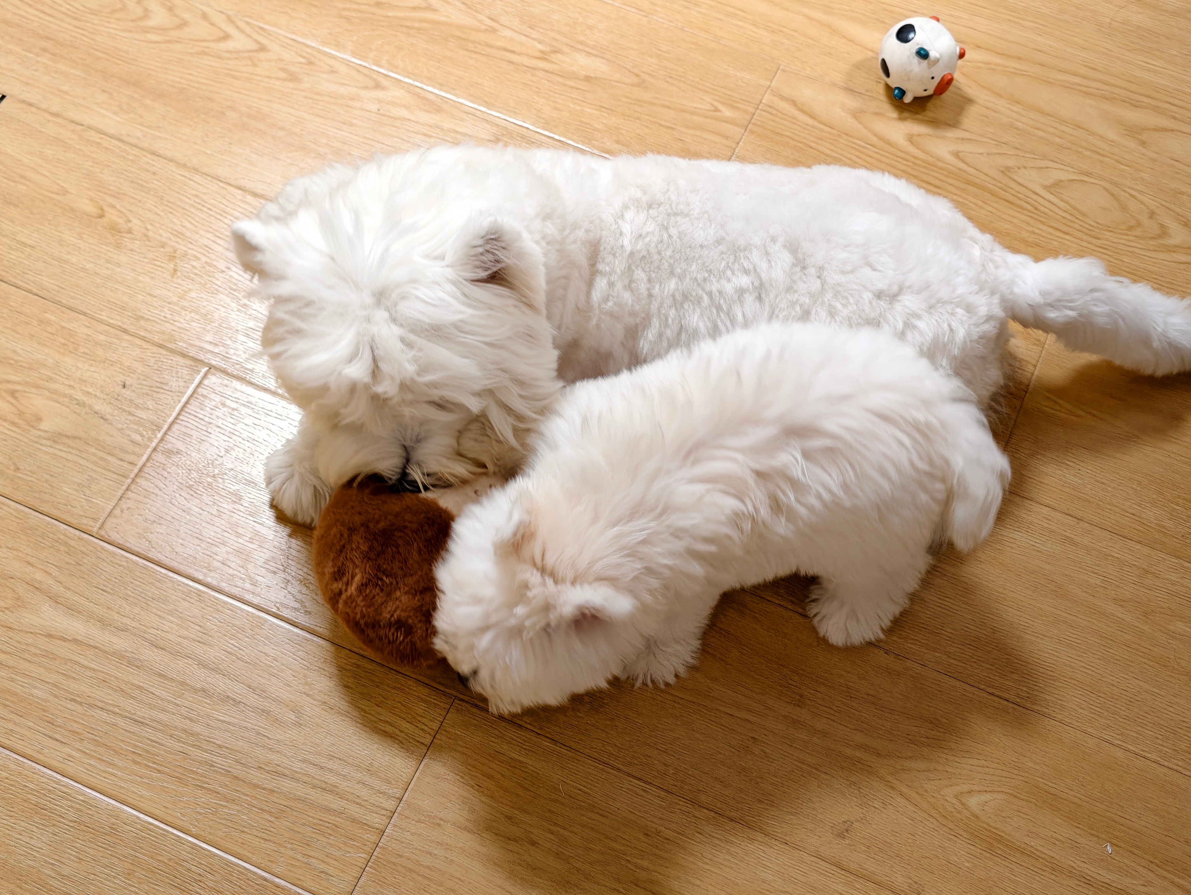 有财和他的童养媳🐶