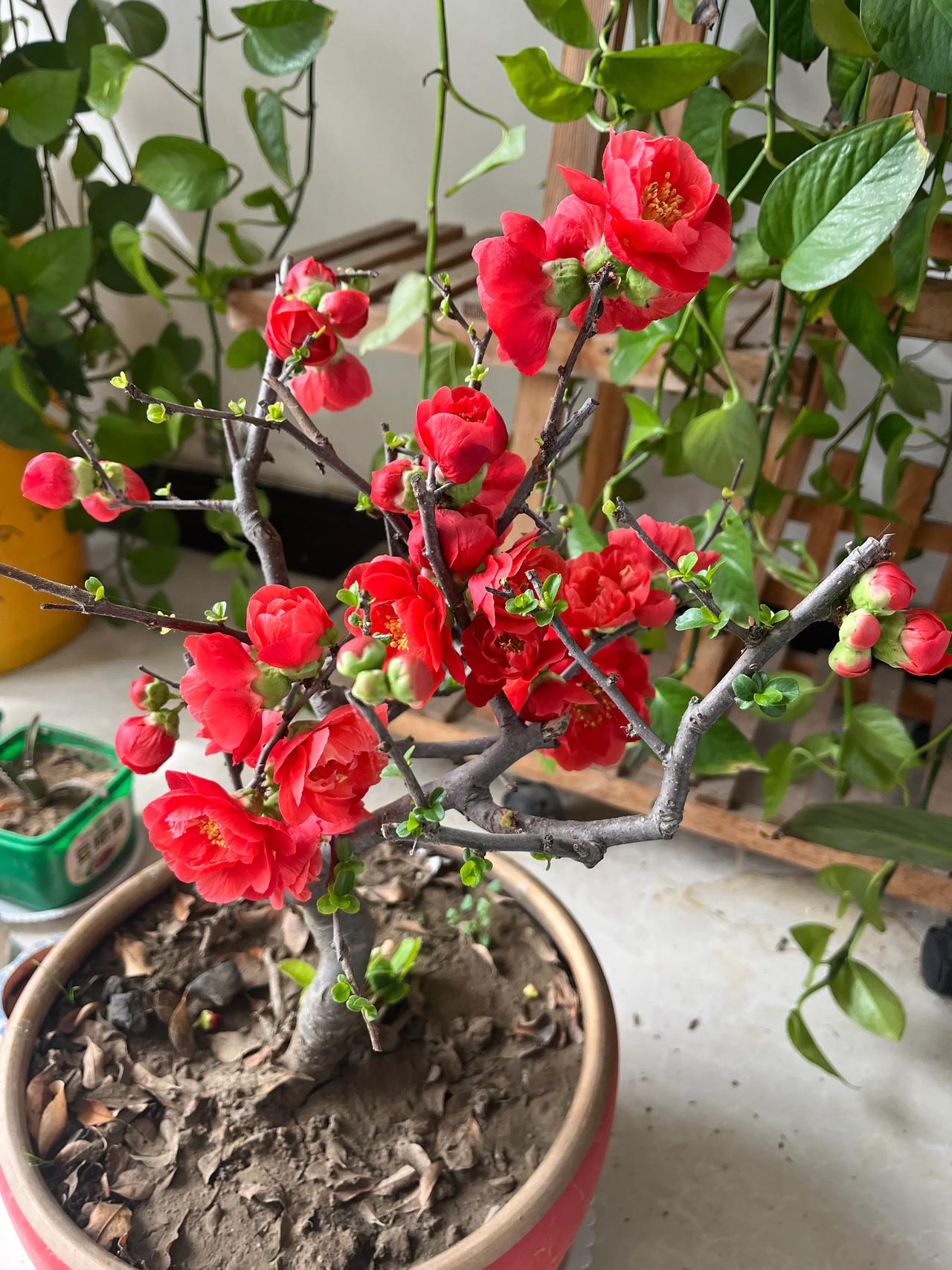 多肉植物：多肉植物大合集，看看你的盆栽上榜了吗？多肉植物 盆栽多肉绿植 爆料