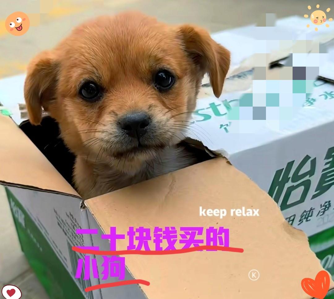 今天赶大集撞见个暖心事，
也可能是我今年做过最值的“买卖”。
 
快散场的时候，