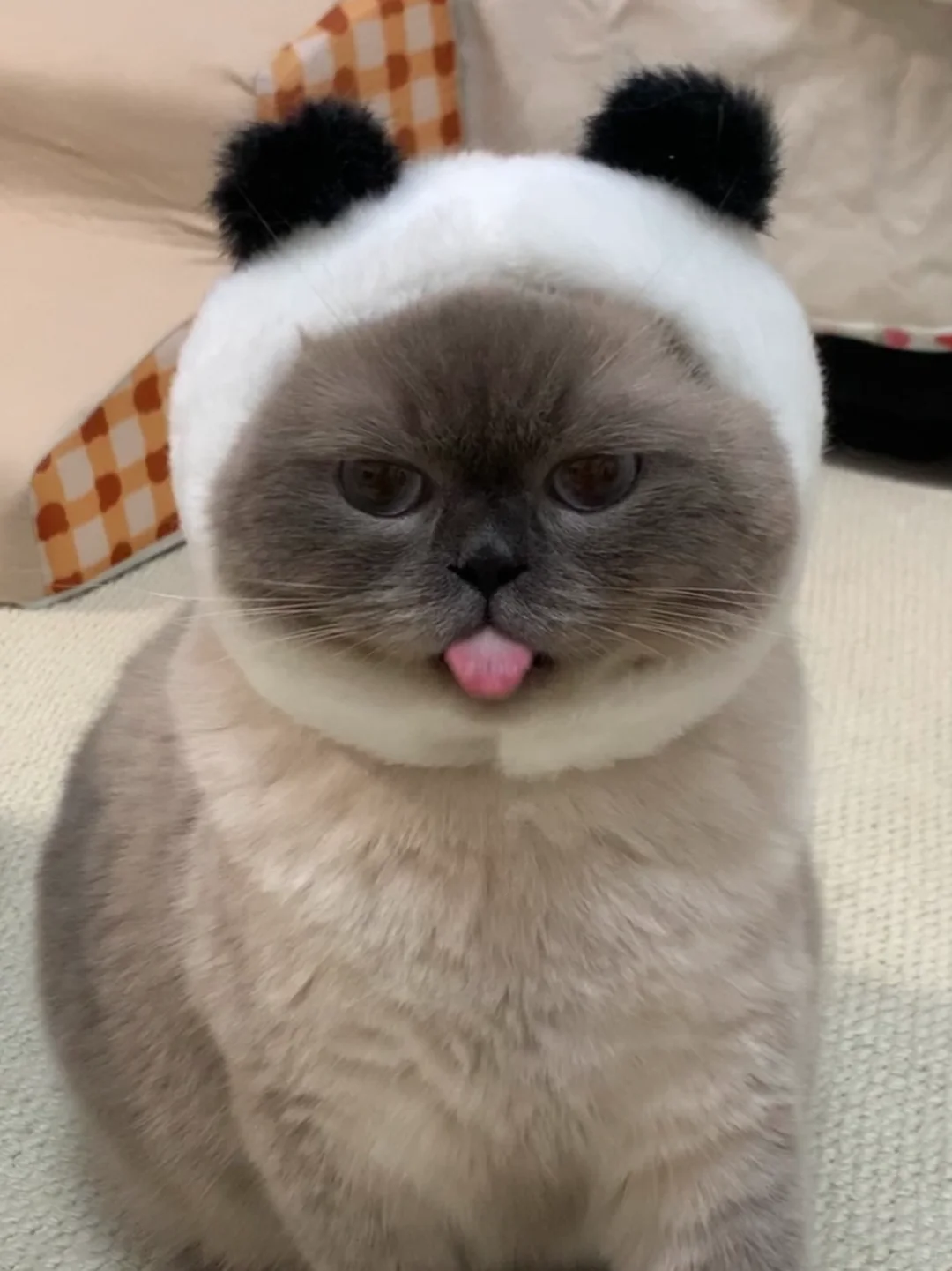 广东猫也逃不过湿气重的事实！