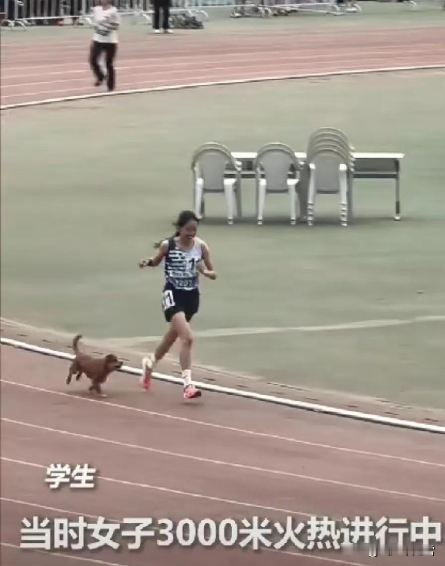 这只小狗上人民日报了！内蒙古，一女生在冲刺3000米的时候，一只小狗突然就跟了上