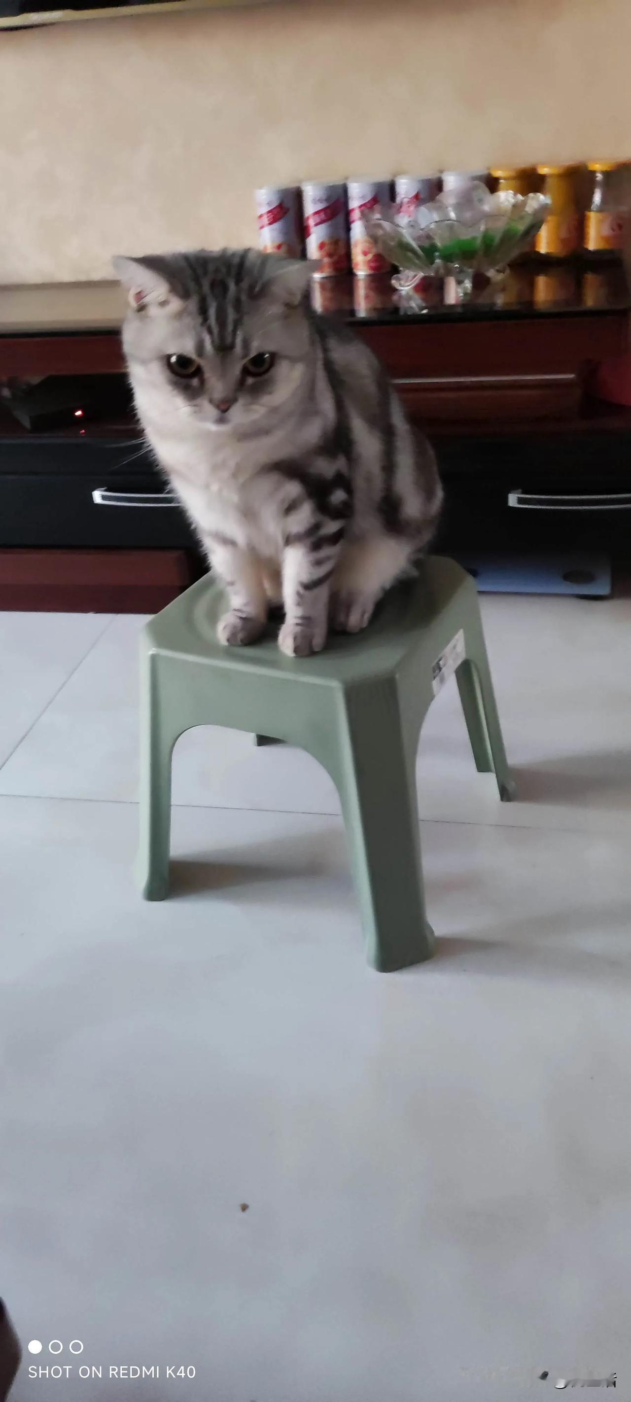 美国短猫~这个叫大宝
