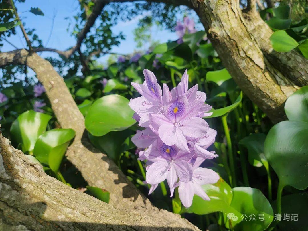 分享手机相册的花儿