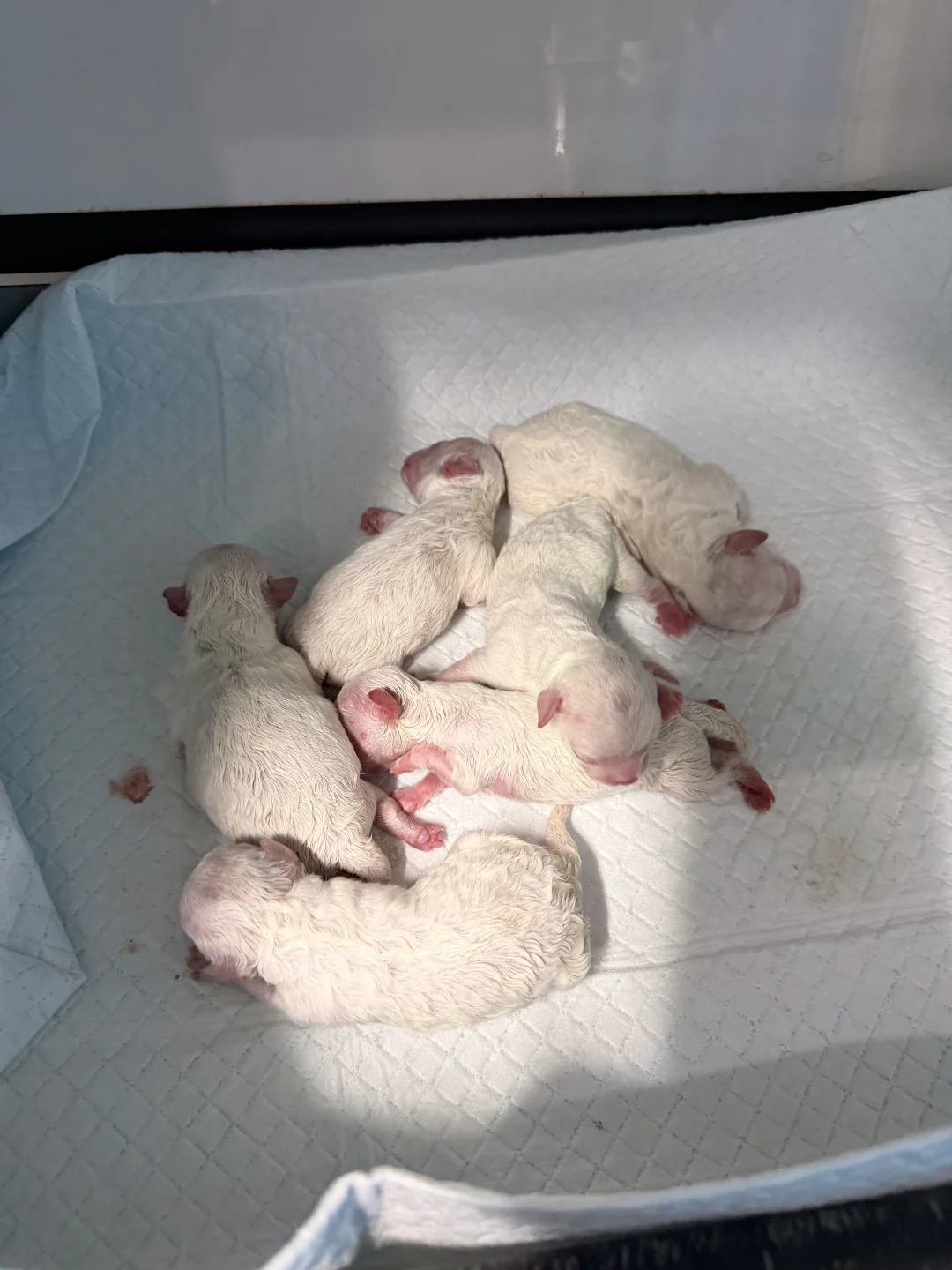 天呐‼️四斤多的小狗生了6只｜韩版小体比熊