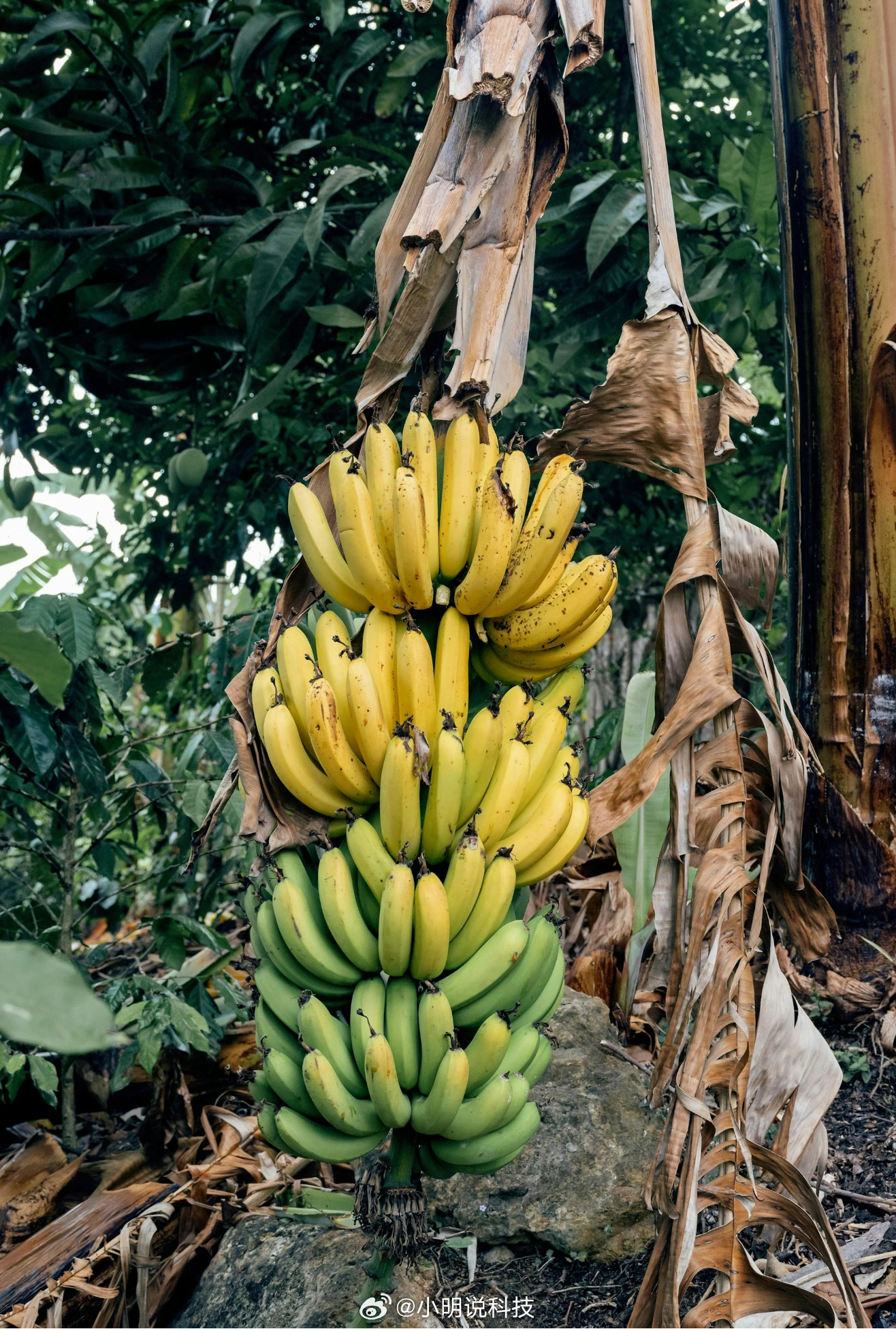 香蕉一开始其实是直的香蕉刚长出来的时候其实是直的，长着长着就慢慢变弯了。是因为香