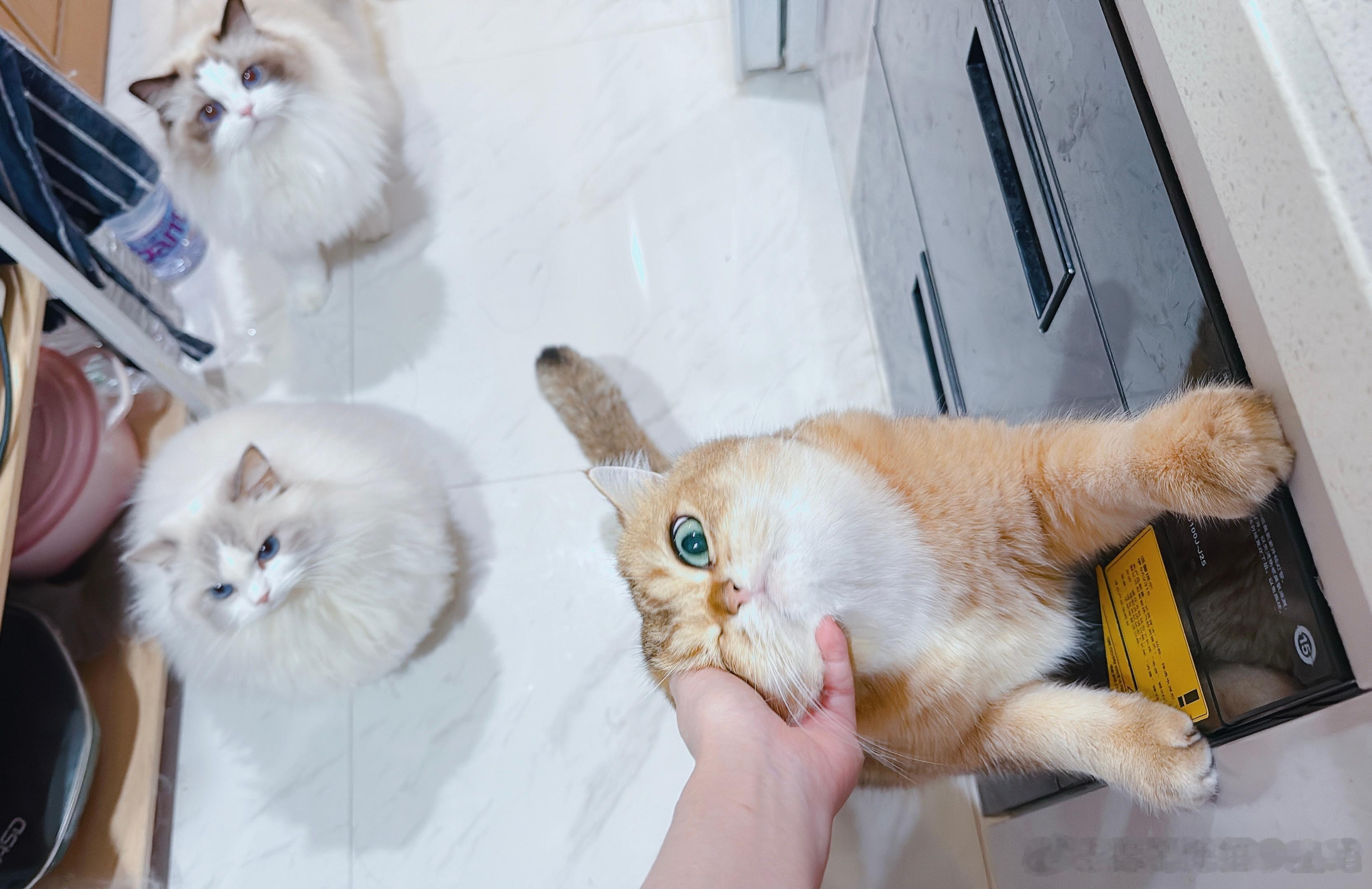猪猪组～ ​​​