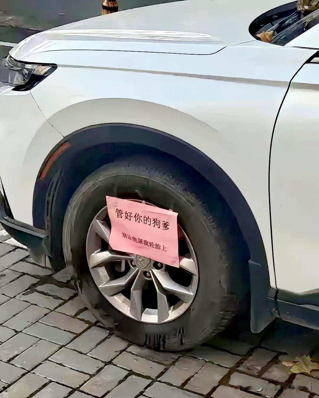 我虽然不养狗，但坐拥一辆车呢，就跟拥有一个“钢铁小伙伴”。我哪知道车有没有被狗狗