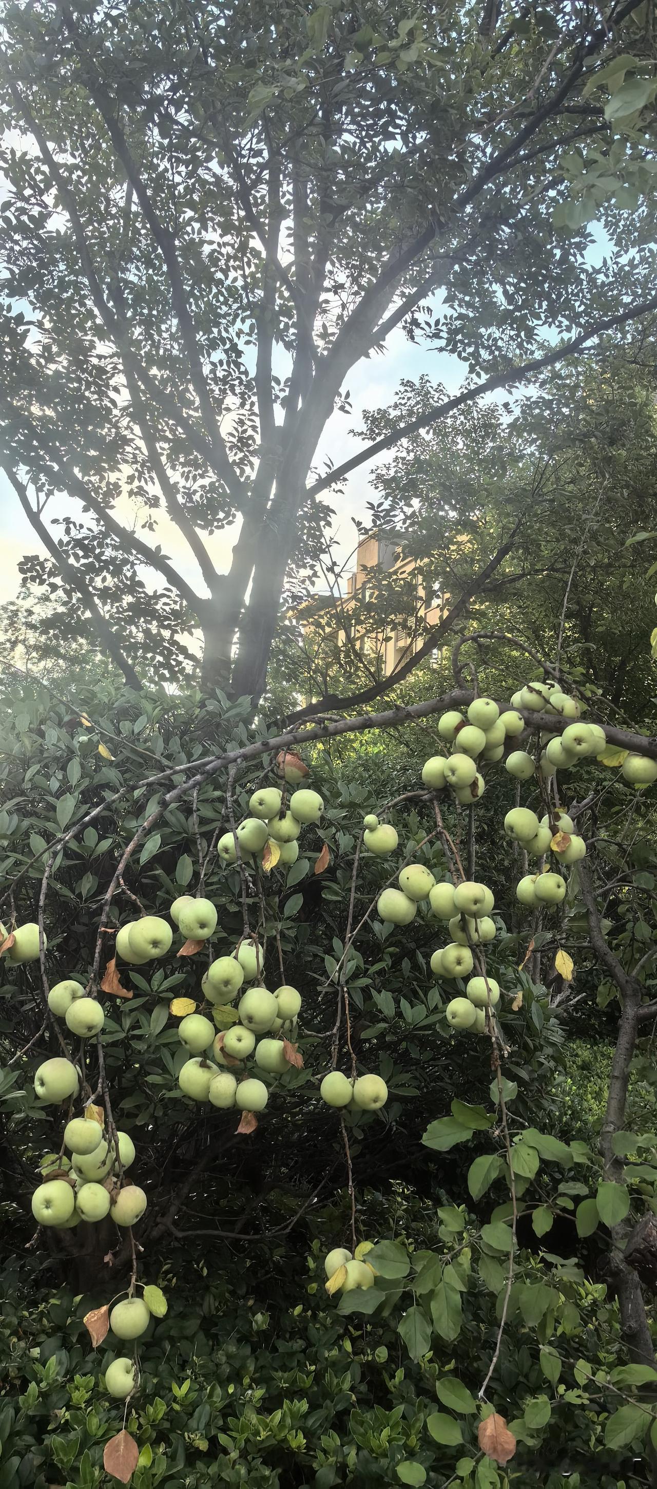 沐风燕子老公出轨并提出离婚，可她自己在反省。多么熟悉的配方，多么熟悉的味道。
