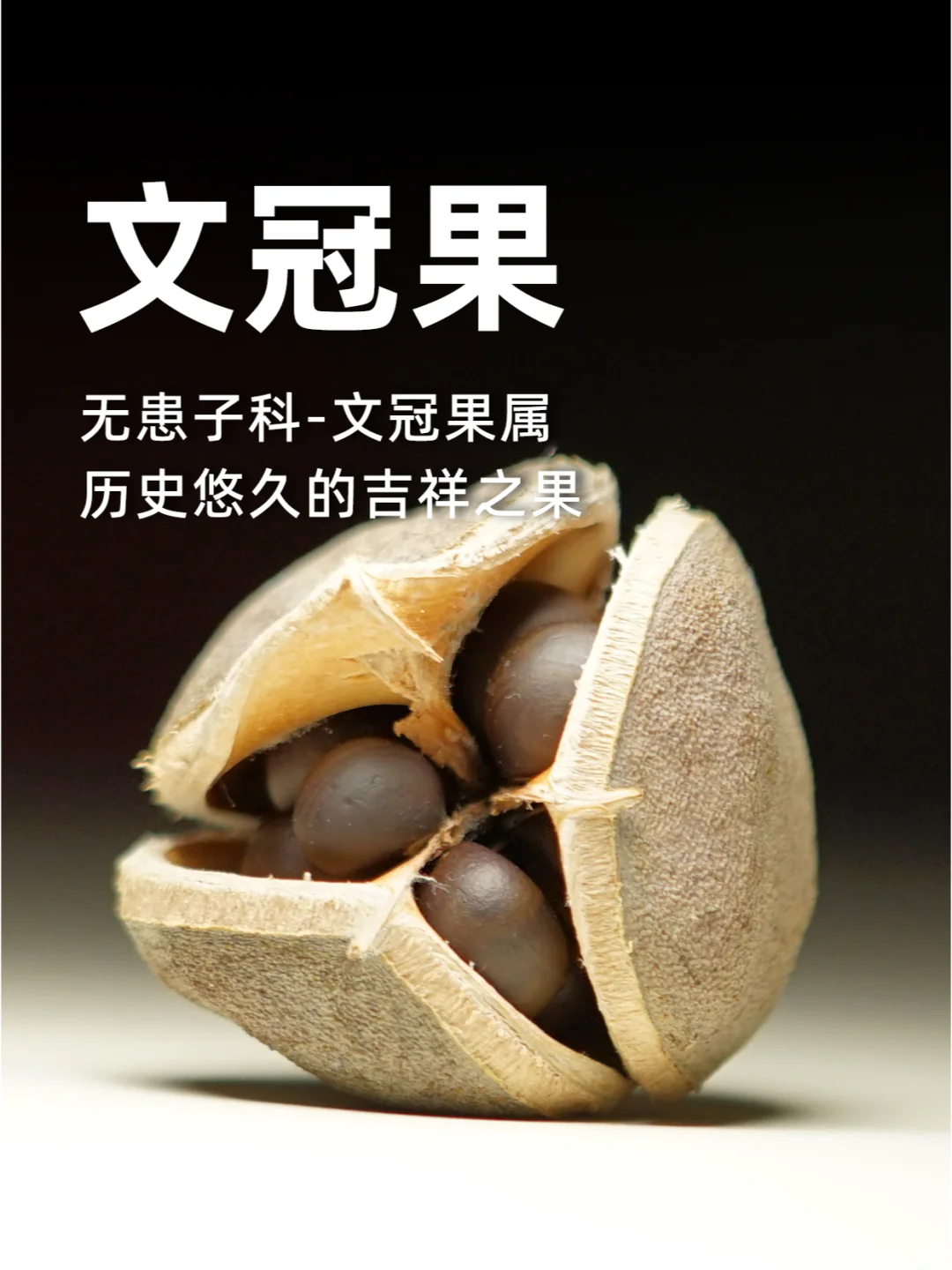 文冠果，历史悠久的吉祥之果～