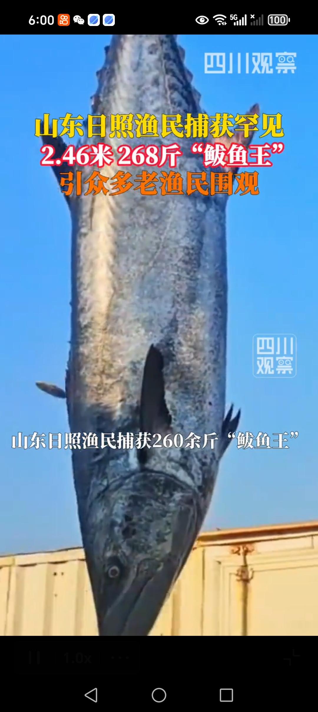 大海里真有货呀！第一次见这么大的鲅鱼，重达268斤，太罕见了。

10月25日，