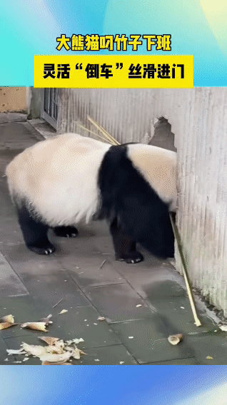 被这只大熊猫萌化了！叼着竹子下班，这波操作也太聪明了吧！

大熊猫到点下班，叼着