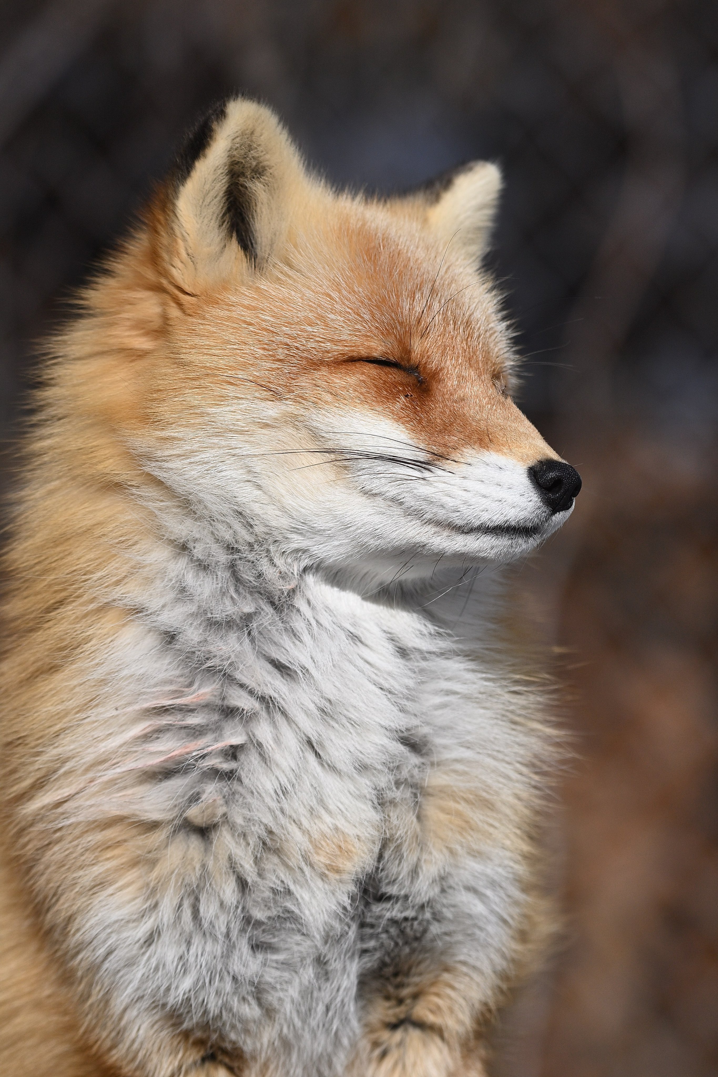 狐狸 就像视察养鸡场©️Foxssil_1005 