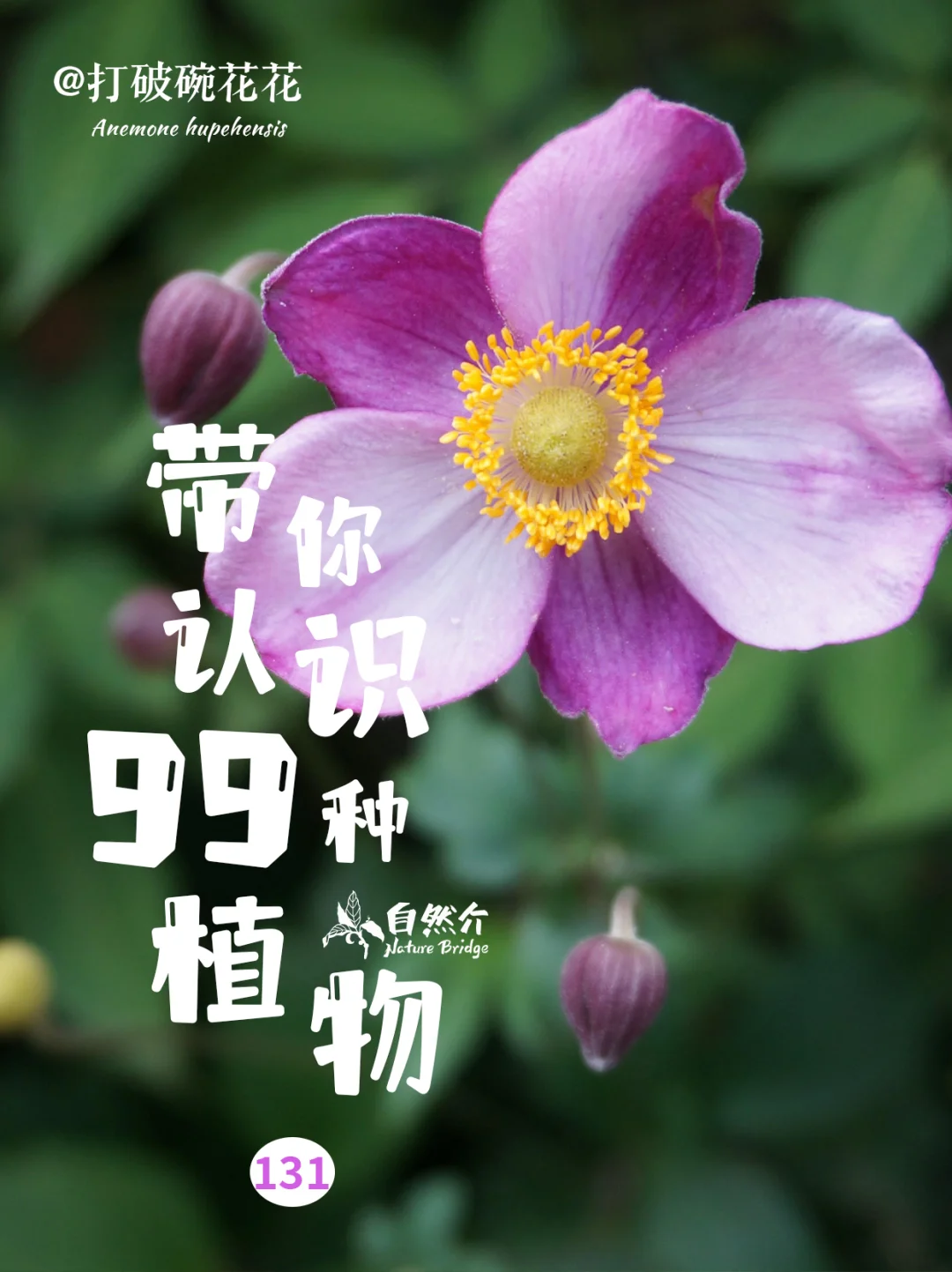 带你认识99种植物