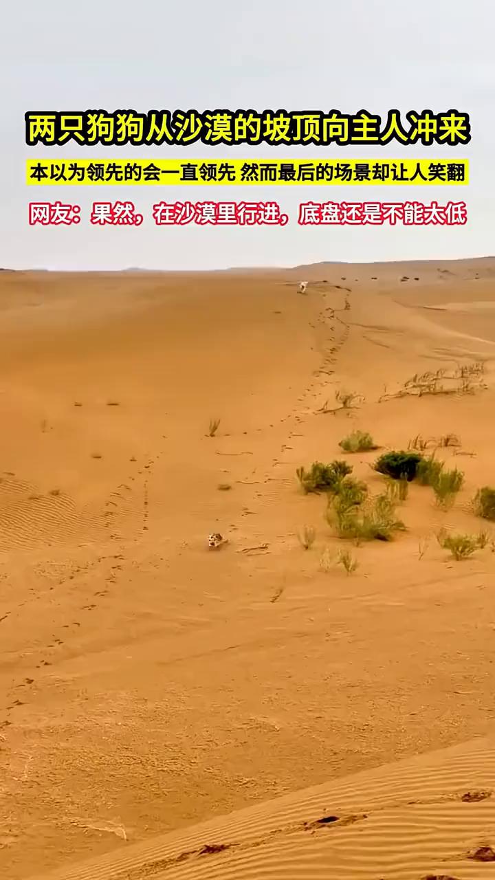 两只狗狗从沙漠的坡顶向主人冲来，本以为领先的会一直领先，然而最后的场景却让人笑翻