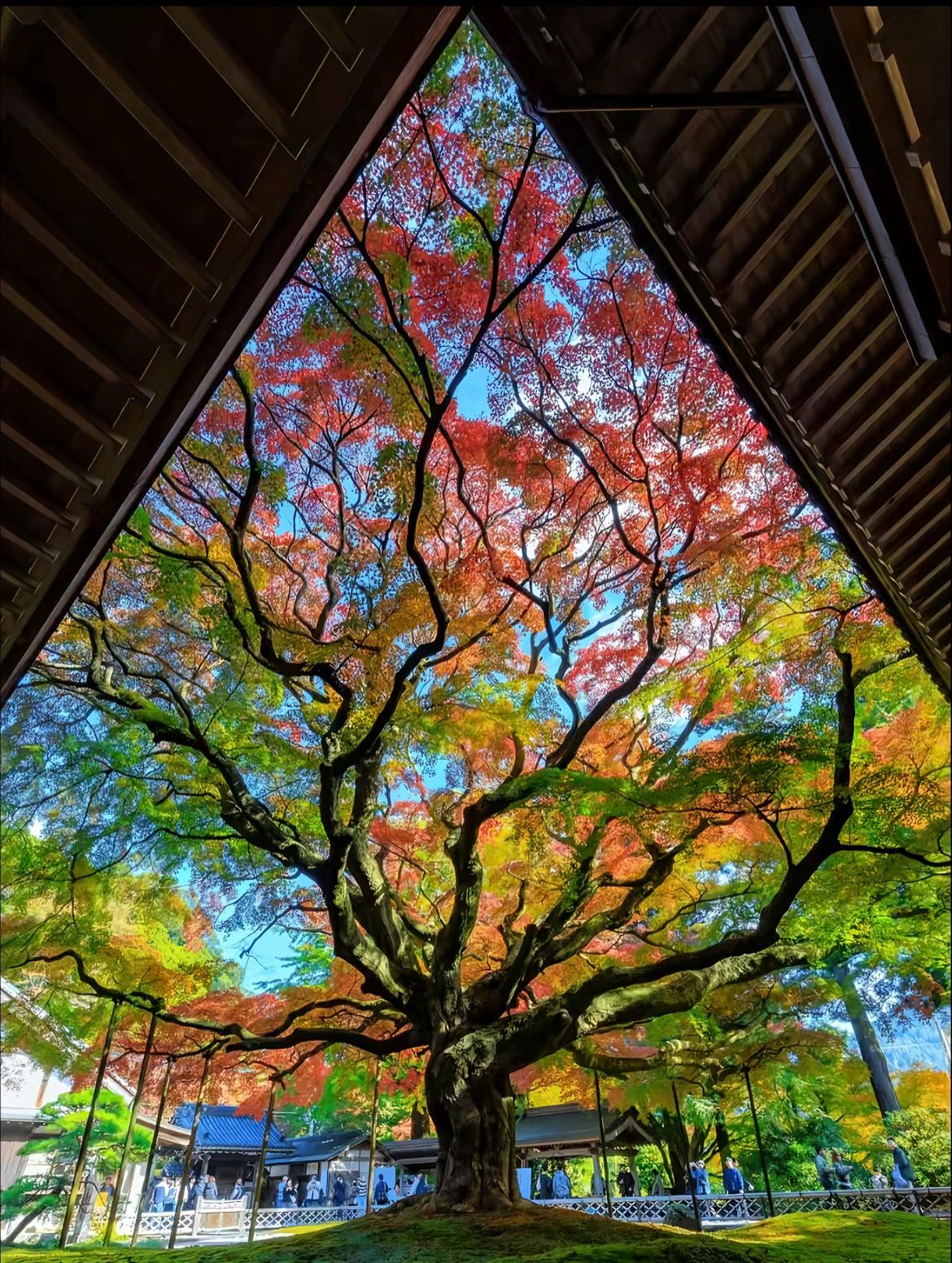 一张照片分享秋色