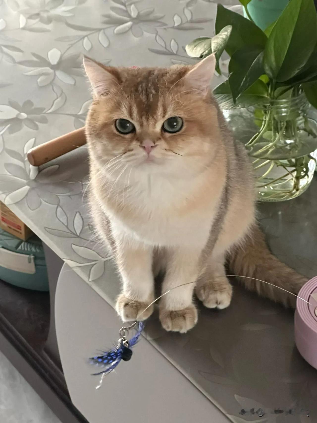晒图笔记大赛朋友家里的金渐层猫咪，正乖乖蹲在桌上，圆溜溜的大眼睛直勾勾盯着逗猫棒