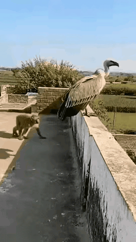 看完这个视频我在想，猴子最后去天国了吗？