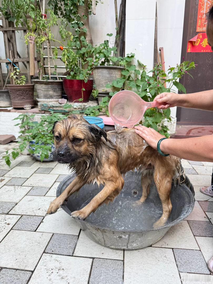 狗狗洗澡 