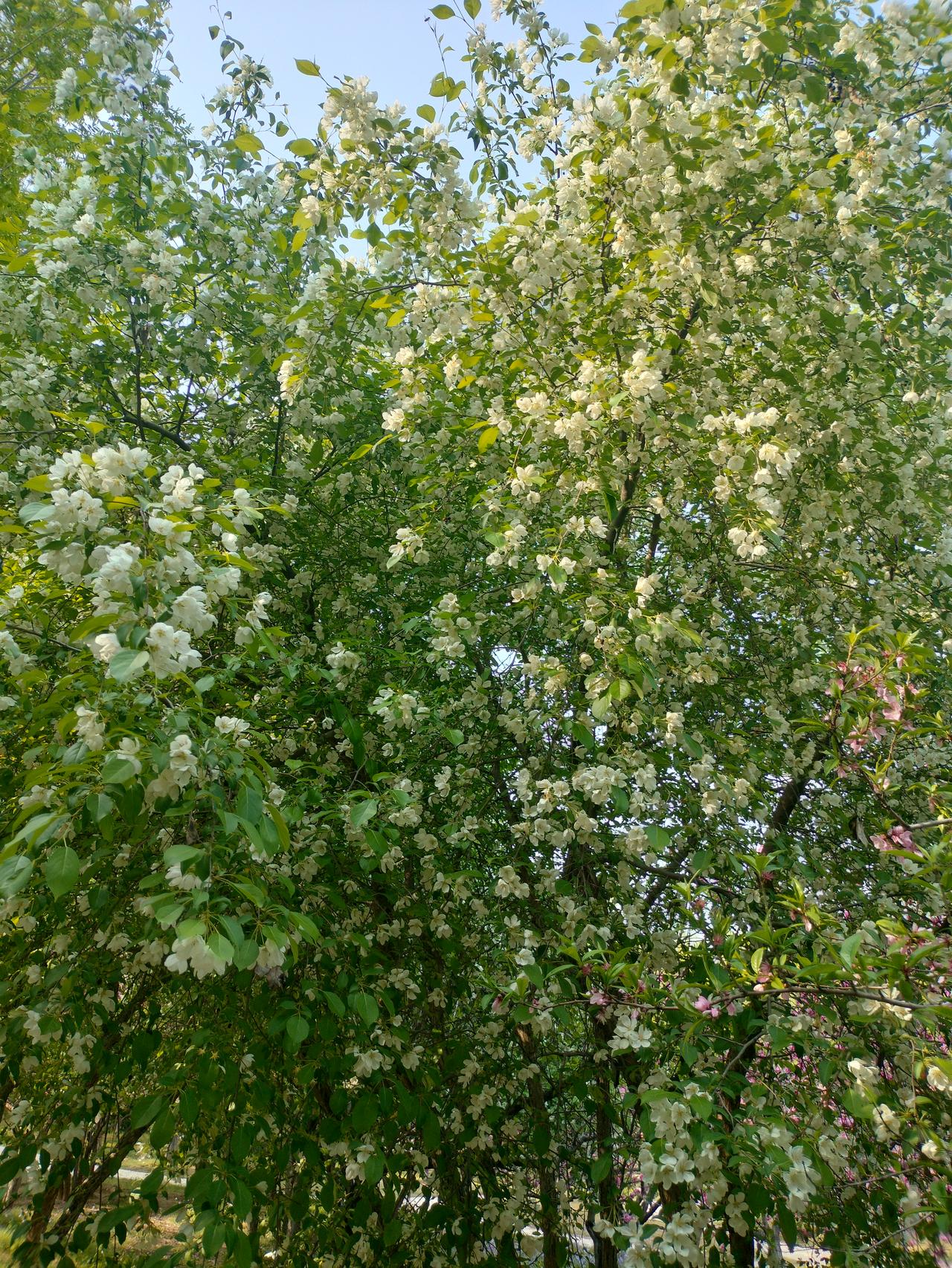 以为错过了梨花花期，要想欣赏梨花美，就得等明年了。小小的遗憾。
没想到，在植物园