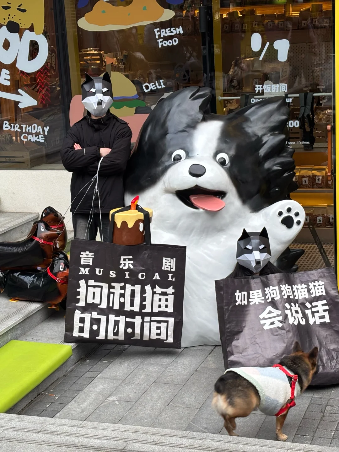 偶遇狗猫出街，养宠人爱了！