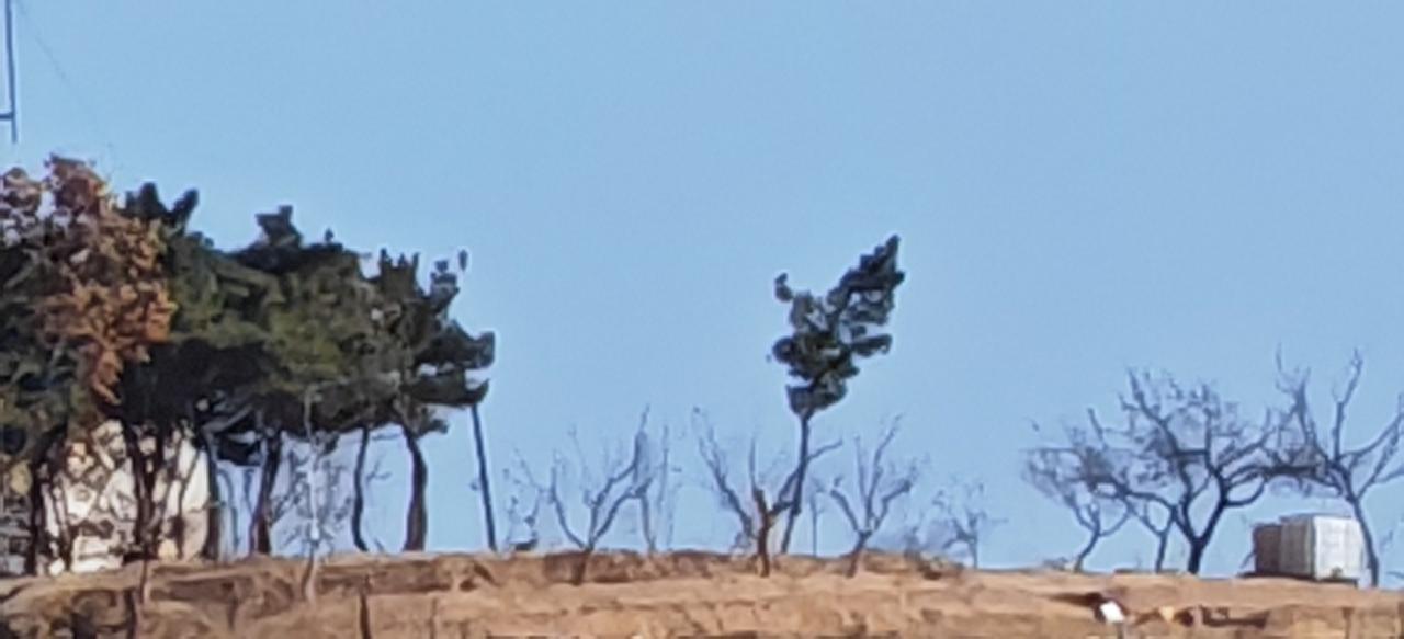 山顶的一株松树，
显得格外显眼，格外漂亮！