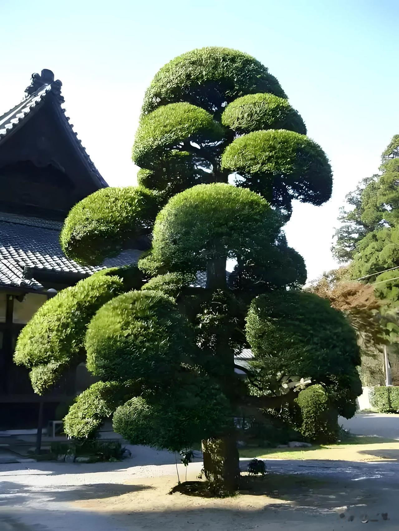 【亏50万急卖罗汉松！广东男子生意失败，邻居捡大漏？💰🌳】

家人们，今天有