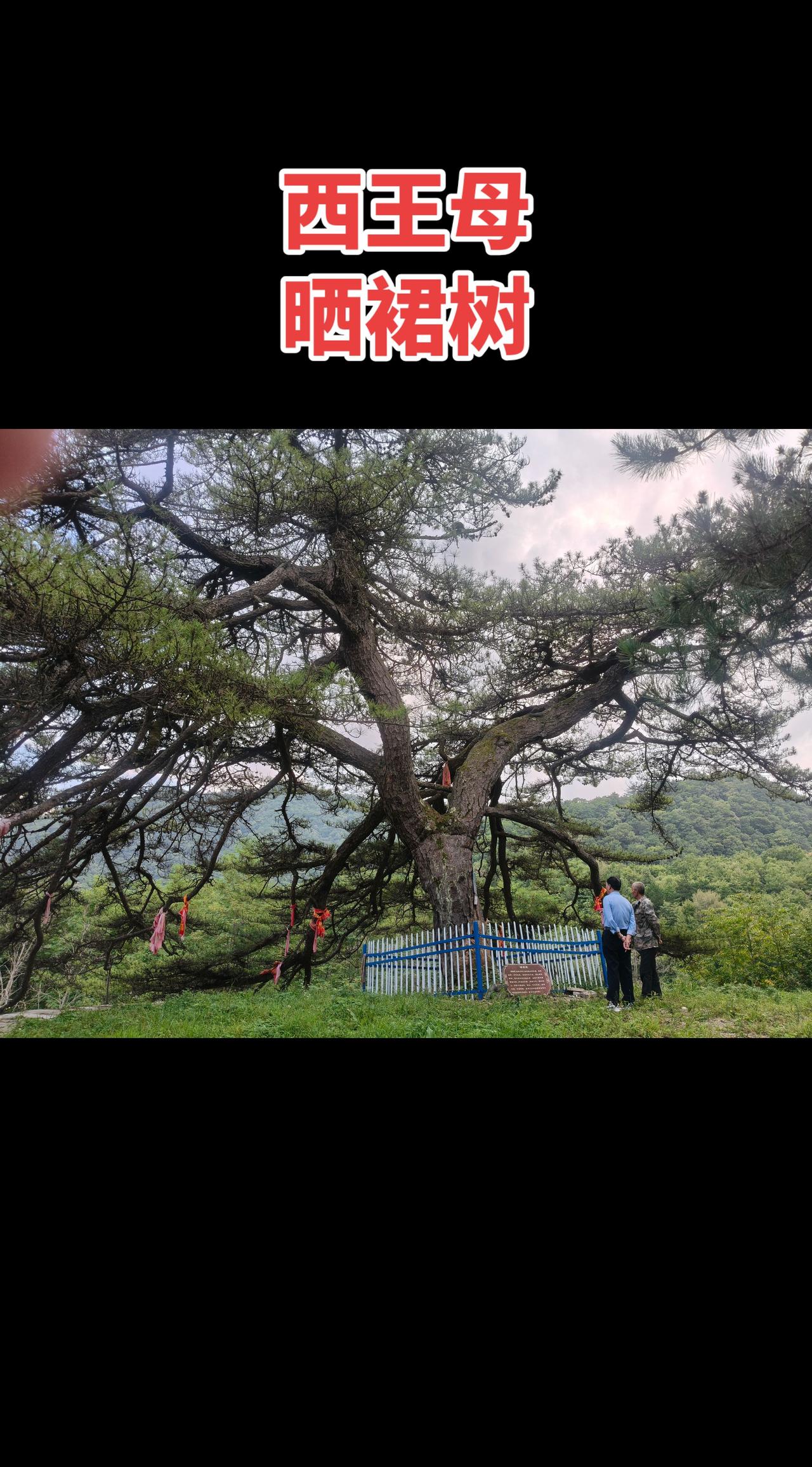 您知道西王母的晒裙树在哪里？晒裙树，生长于靖口镇水蒿川村老庙，其冠如伞，亭亭如盖