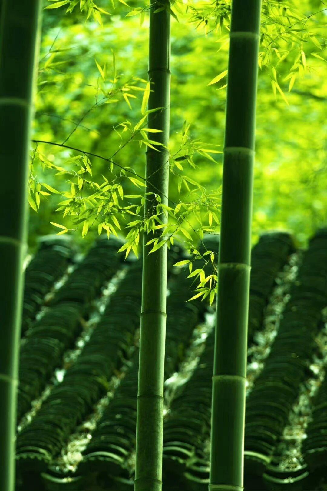 今年雨多天气凉，
夜晚还需厚衣裳。
气候异常如世事，
因为世事也无常。
听说印度