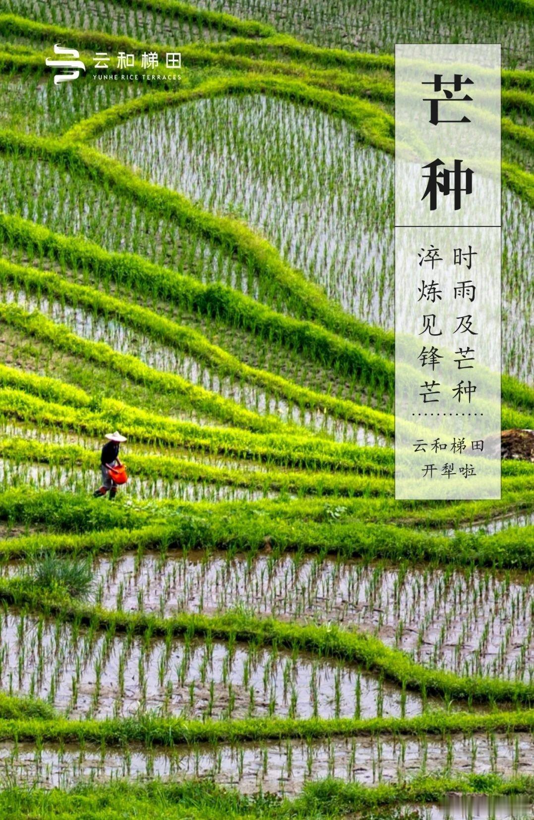 今日大事 | 芒种开犁，共祈好运！“芒种开犁·耕耘稻梦”云和梯田2024芒种开犁