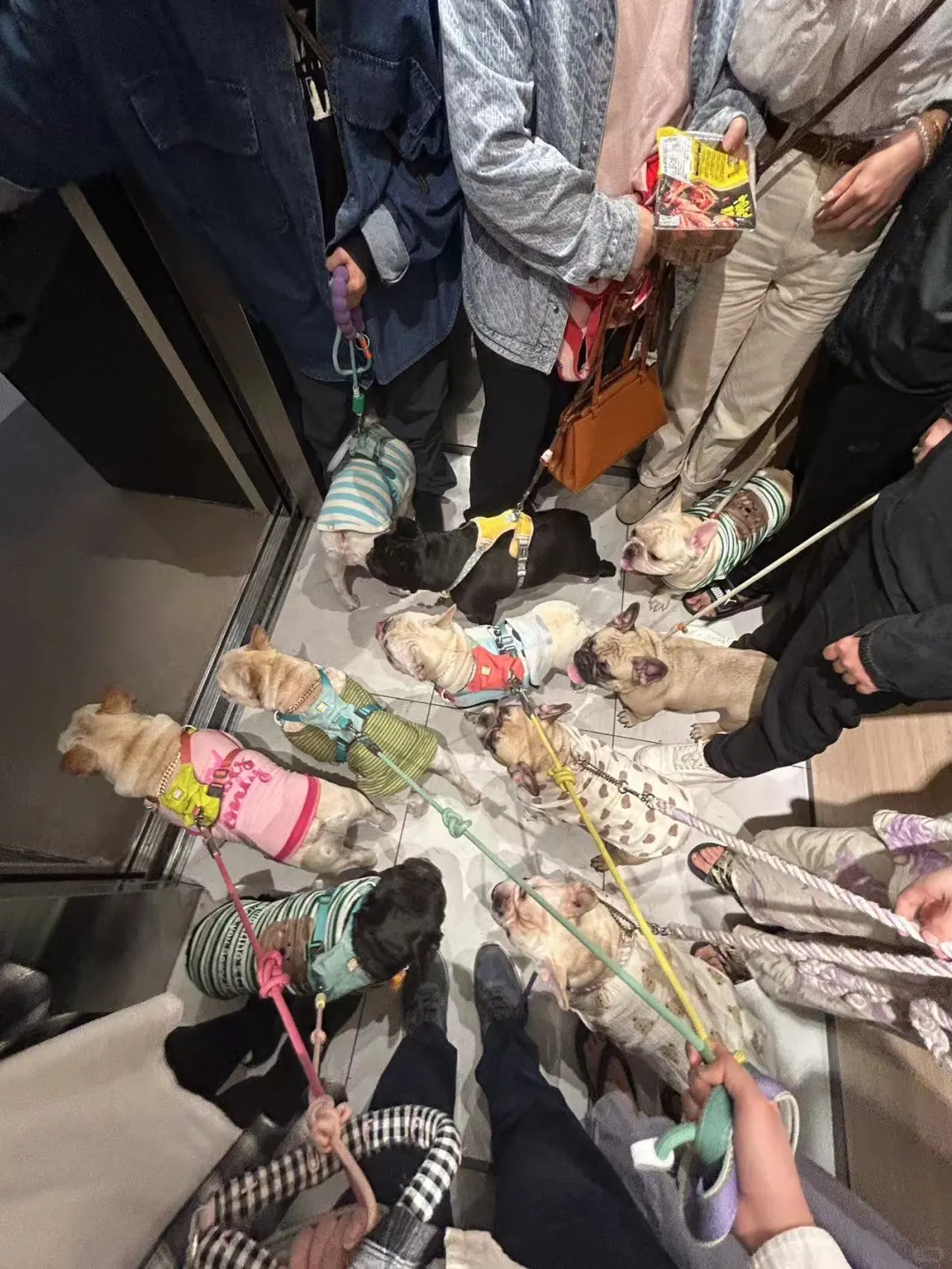 今日份修狗聚会