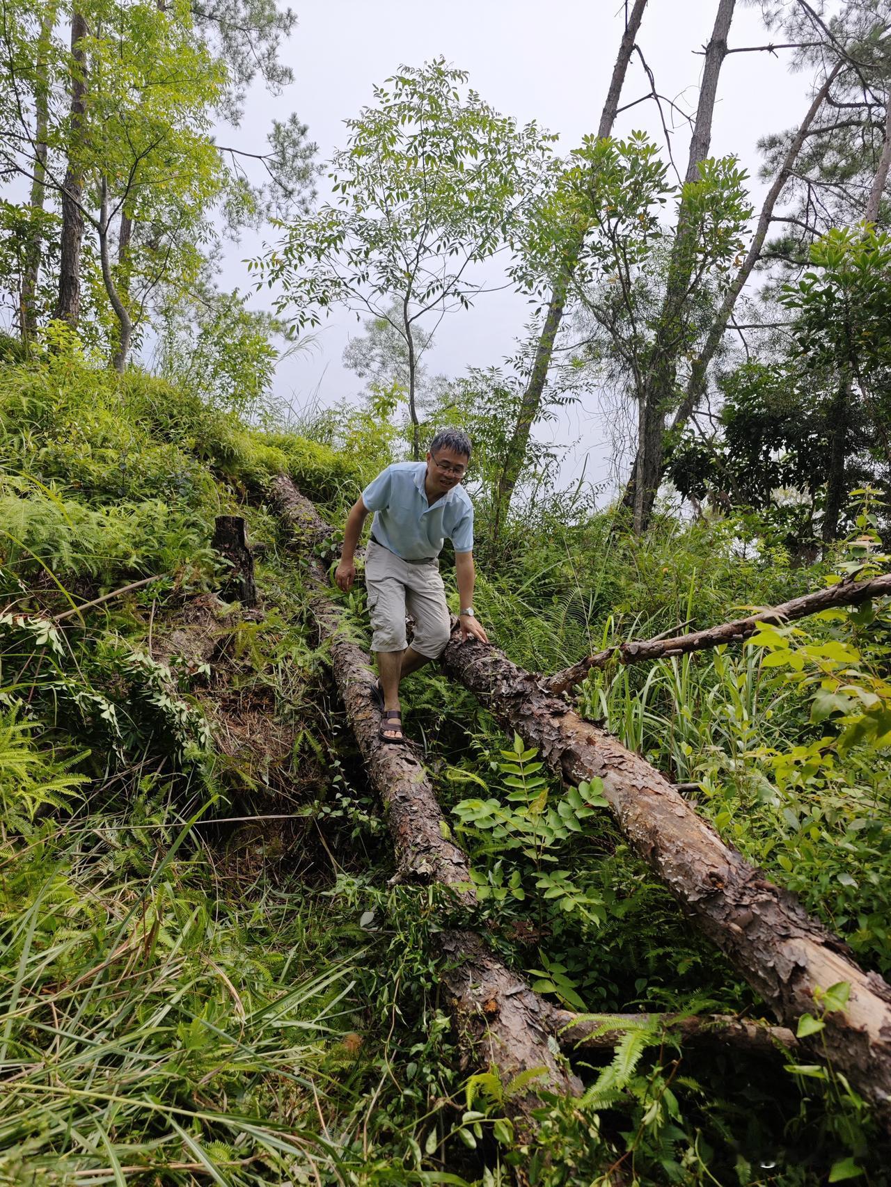 清明是祭拜先人的大日子，全国大多地方都选在这时扫墓。但在我的老家——梅州大埔县，