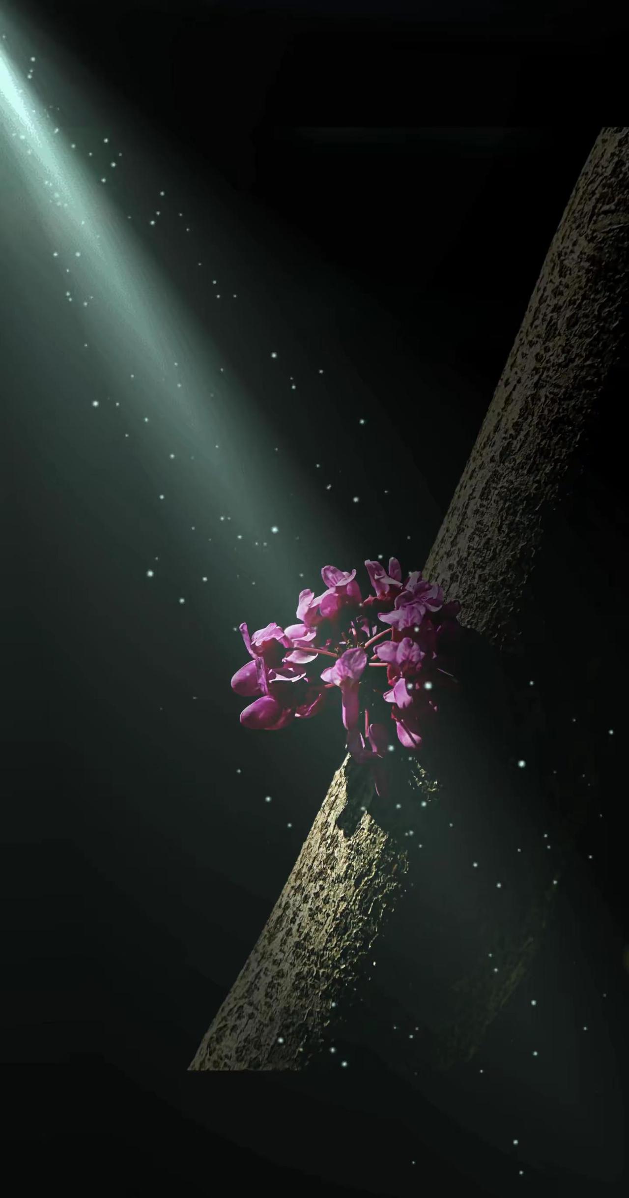 你有一双发现美的眼睛就够了！拍花艺术 拍花也是一种禅定 镜头下的植物美学 黑暗背