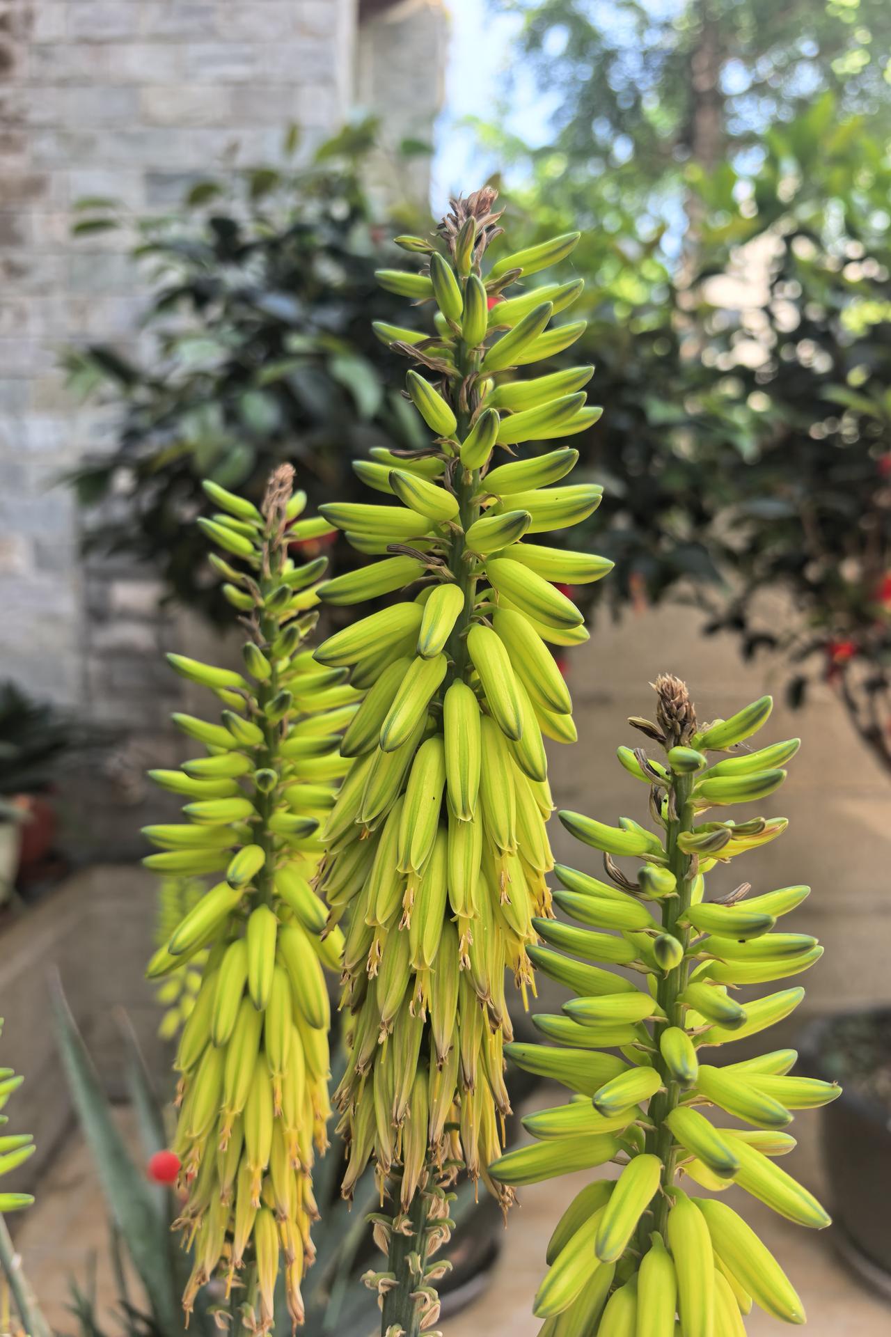 小院的芦荟，偷偷开了花｜本来只是随便养的芦荟，没想到养着养着，几年后竟开出了这么