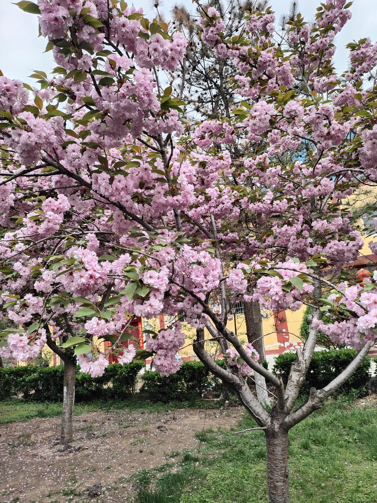 随手拍的一树繁花晚樱满枝，风里都是春天的温柔。