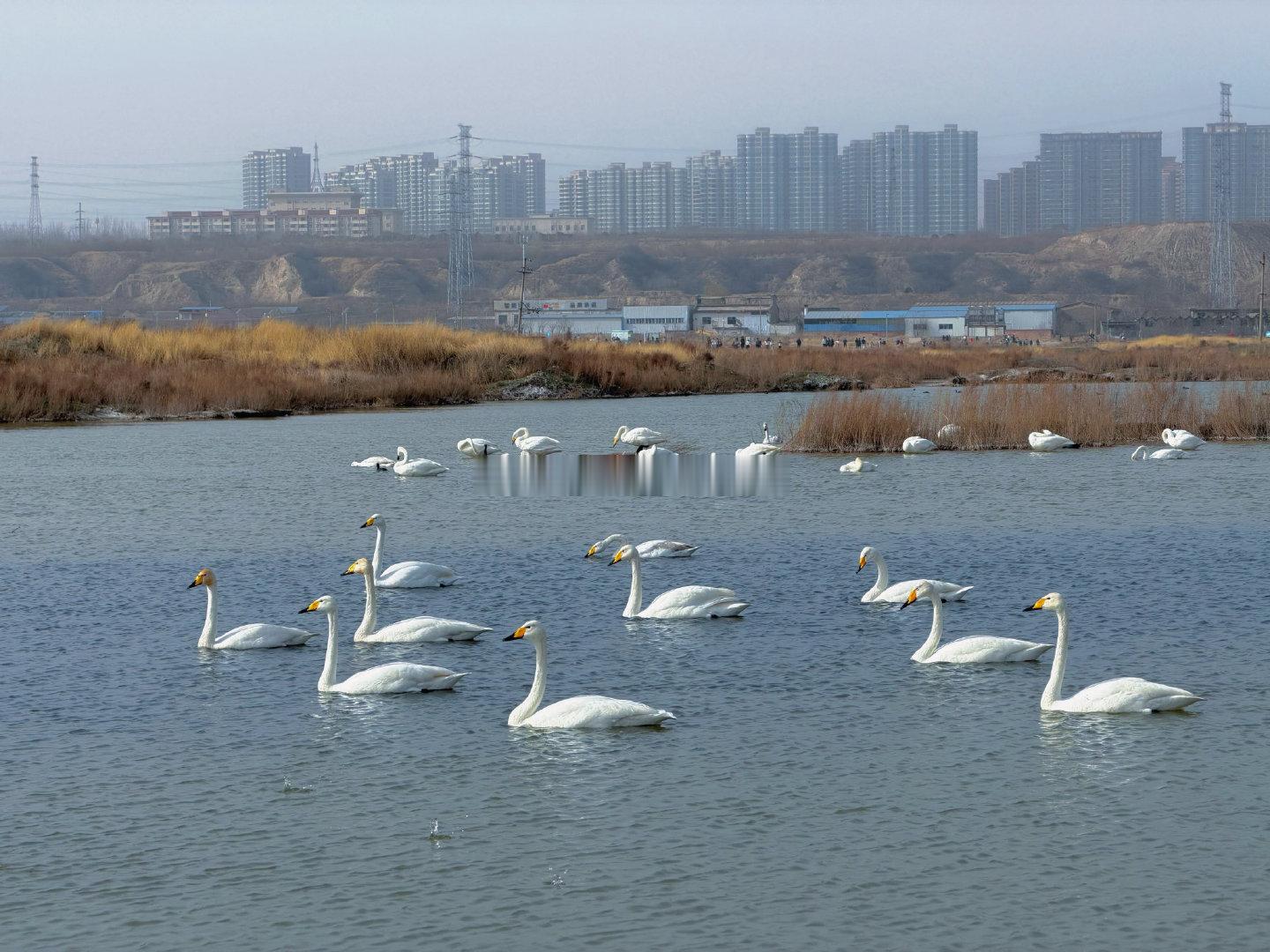 山西深耕湿地保护绘就生态画卷    湿地被誉为“地球之肾”，是涵养水土、净化环境
