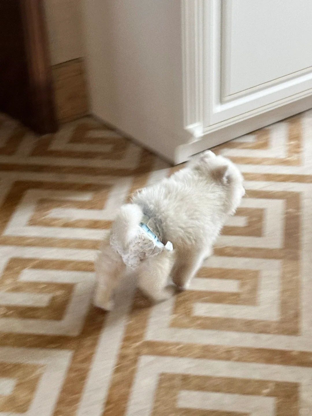 明明一直在我身边啊 左划看小狗一键长大！