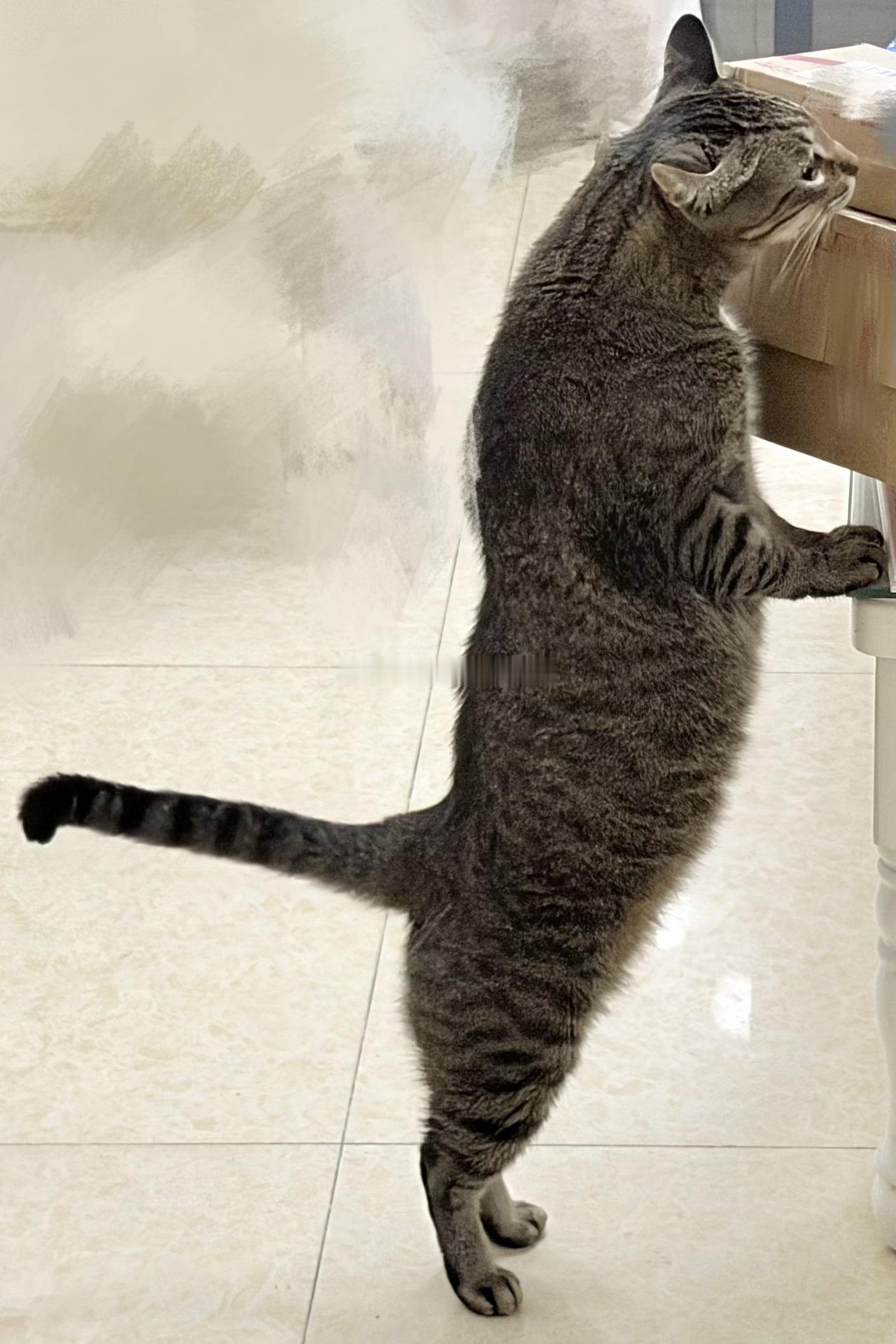 咱们麻猫小同志还是相当虎背熊腰的，你看这一身腱子肉就晓得他的战斗力，但同时他又是