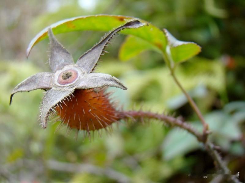 金樱子和芡实配伍在中医里常被用来固肾涩精、健脾止泻，特别适合肾虚不固、脾虚湿盛的