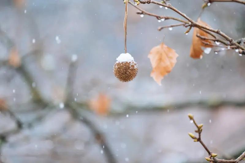 今日小雪，冬始俏啦。小雪是冬天第二个节气，《月令七十二候集解》说“雨下而为寒气所