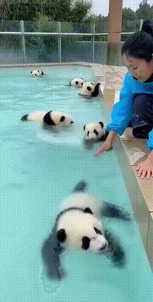 刷到这个视频的时候，我一下就被这群圆滚滚的熊猫宝宝吸引住了。它们在水池里扑腾着小