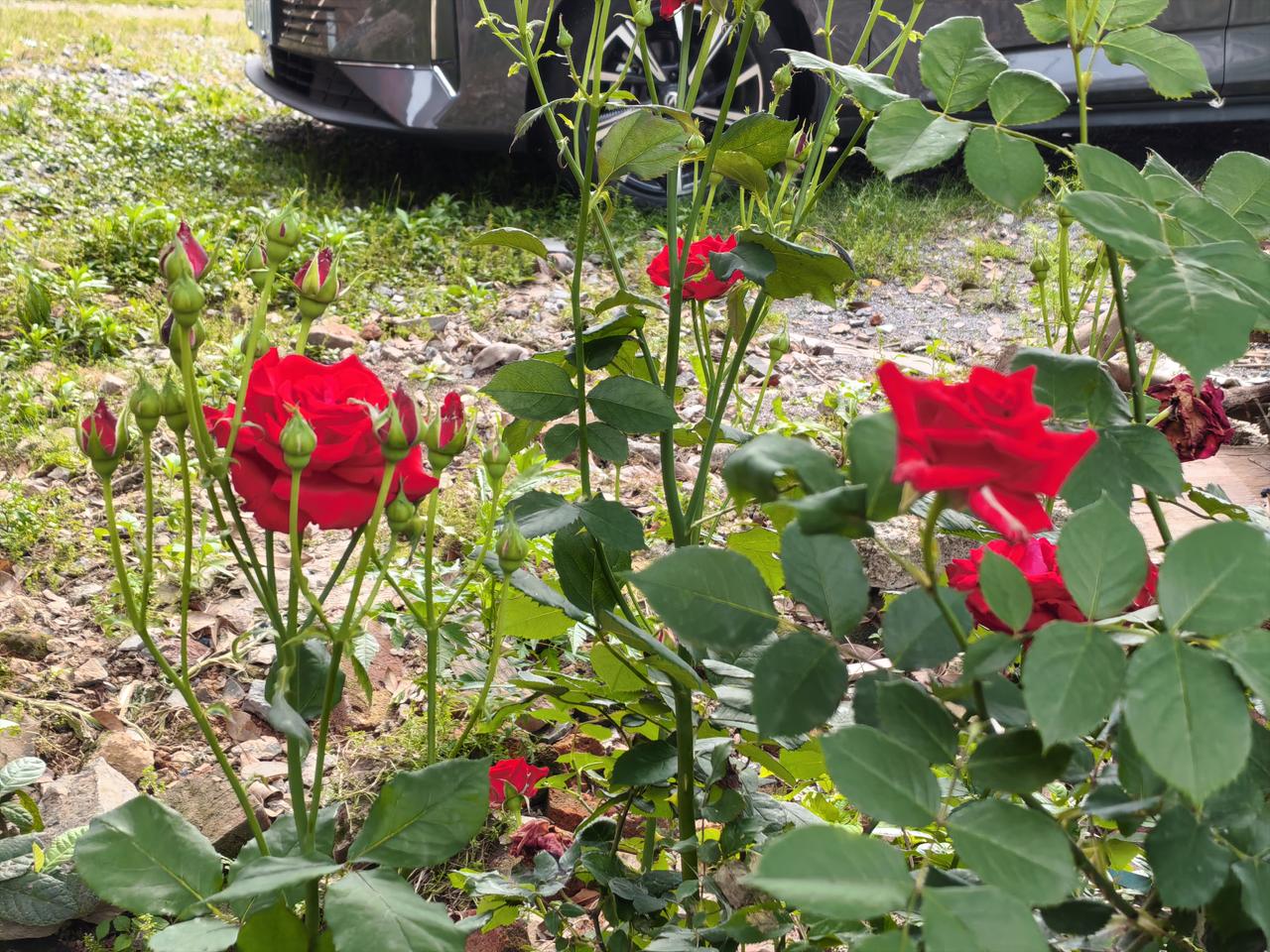 一半是盛放的热烈，一半是待放的期许。这抹红，惊艳了整个时光。