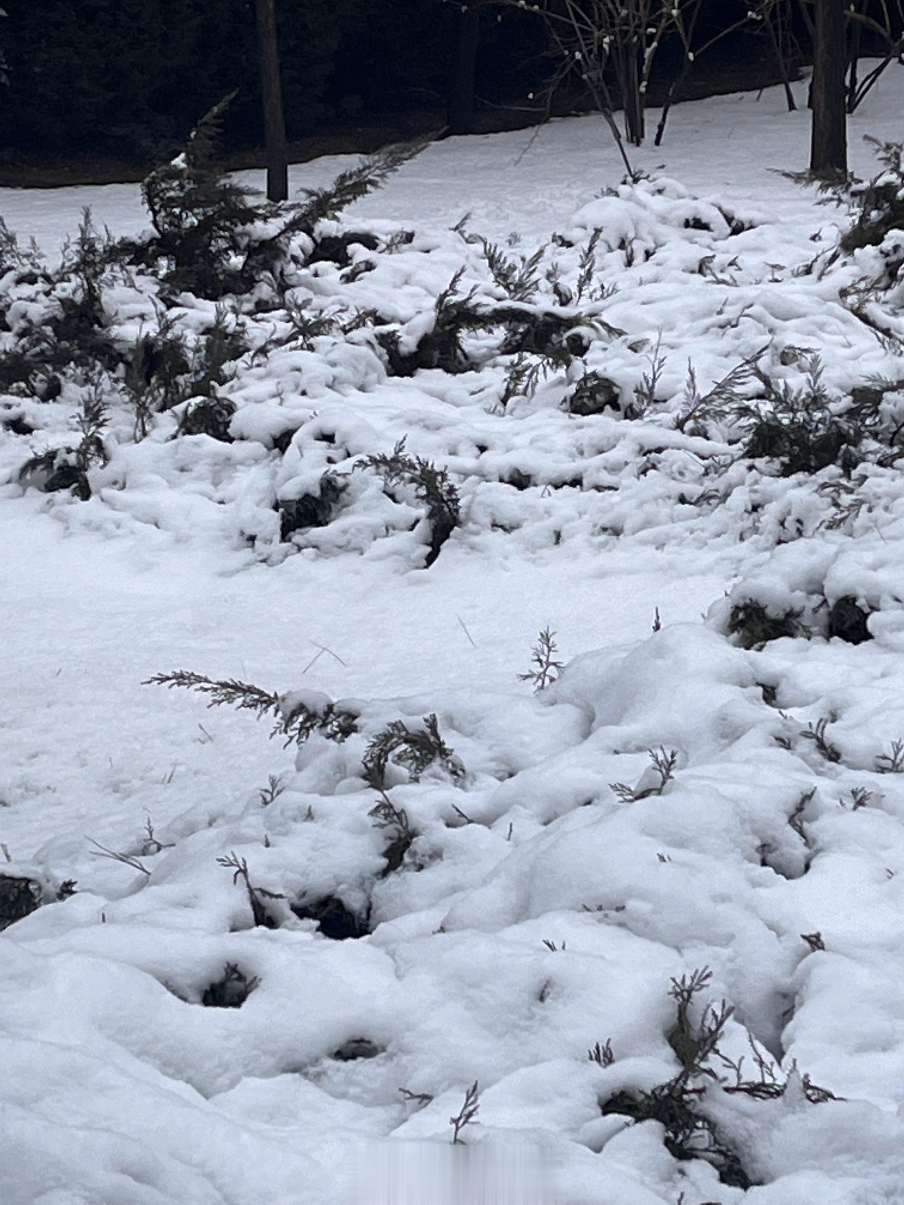 回来踩雪噜  ​​​