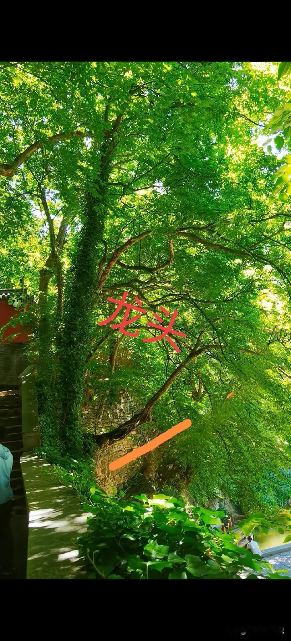 才知道灵岩寺方丈门前的树是有讲究的。

探着头、伸出去这棵树名字叫“龙头”，纵横