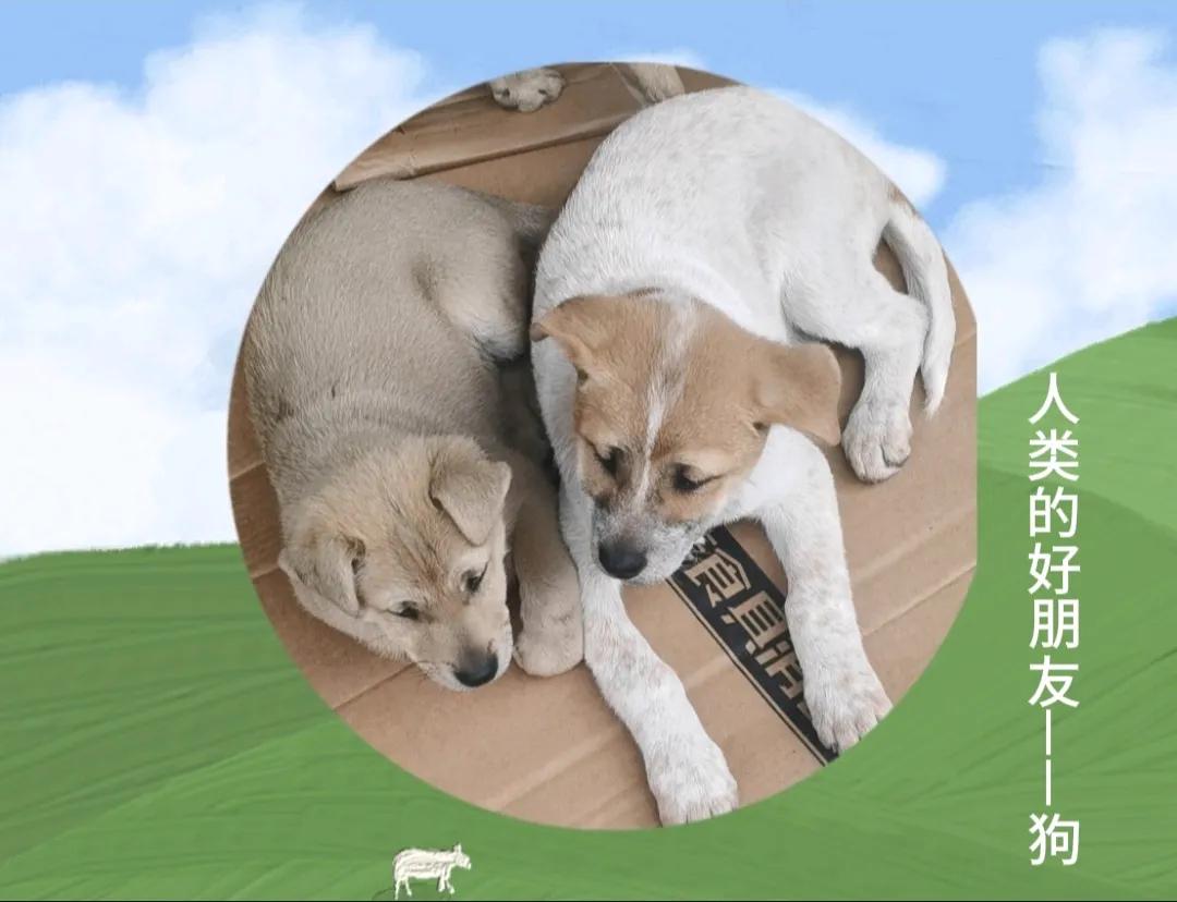 ——狗
       动物，就是，陪伴人类，跟随人类，一起欢乐，一起悲伤，它们仿