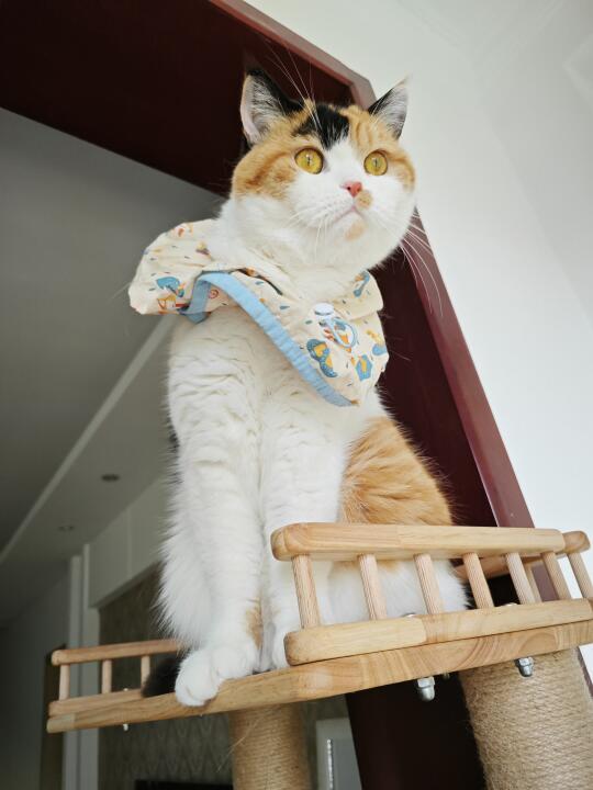 小猫一只猫在家会觉得孤单么？