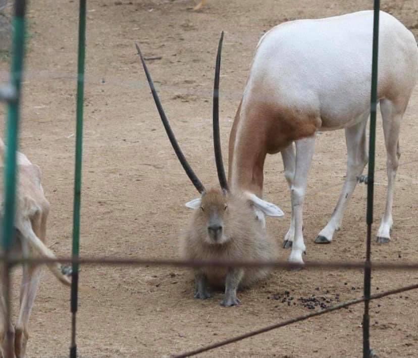 看起来战斗力很强的水豚 