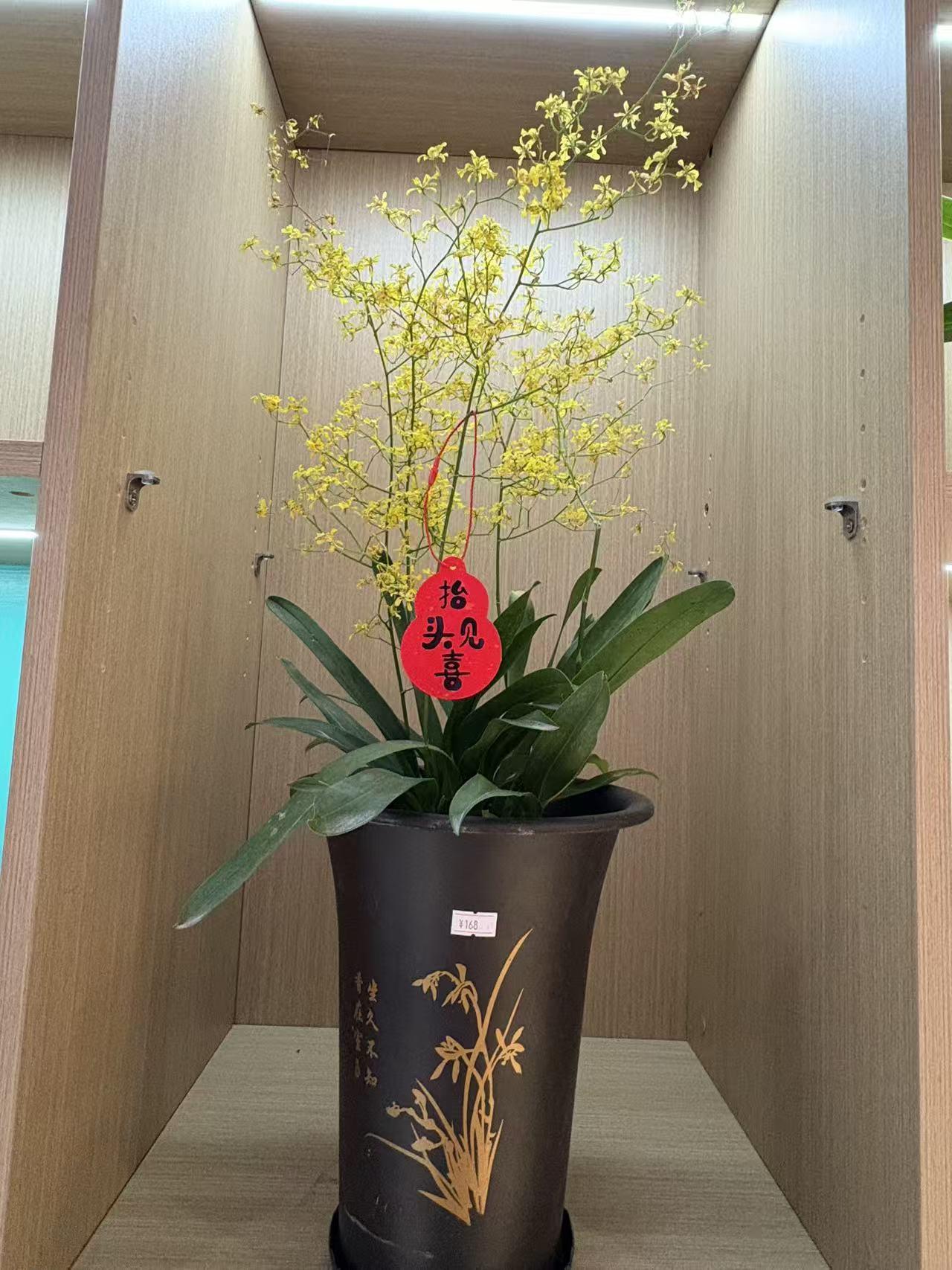 春日生活打卡季北海公园绿植