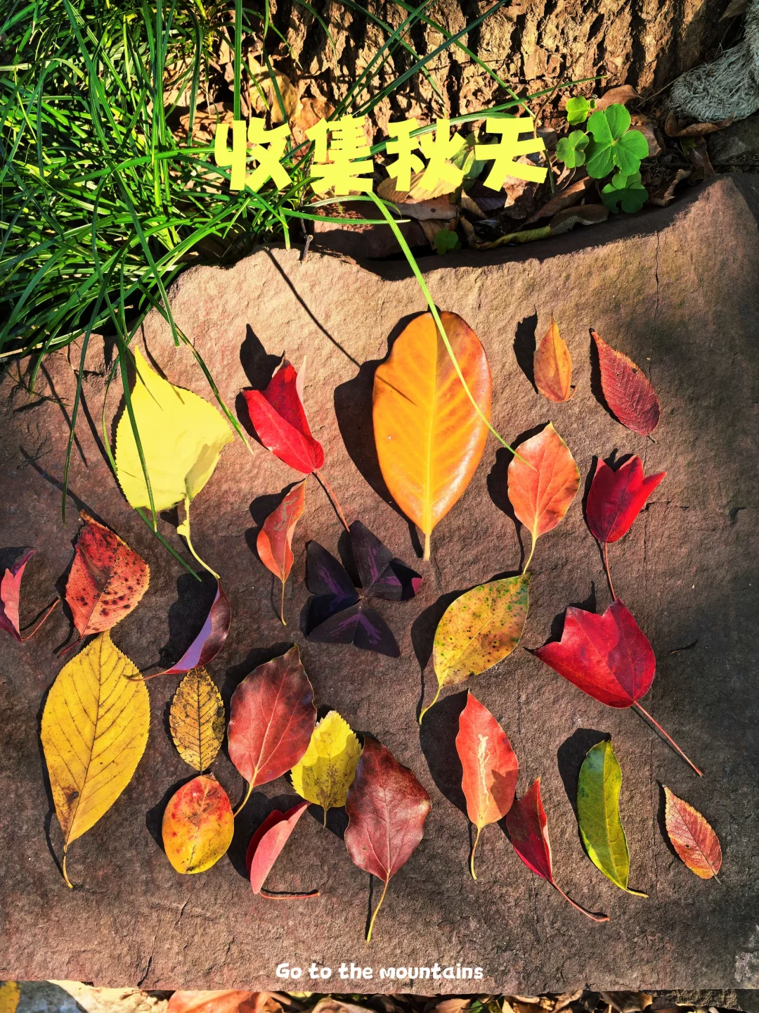 收集秋天的浪漫