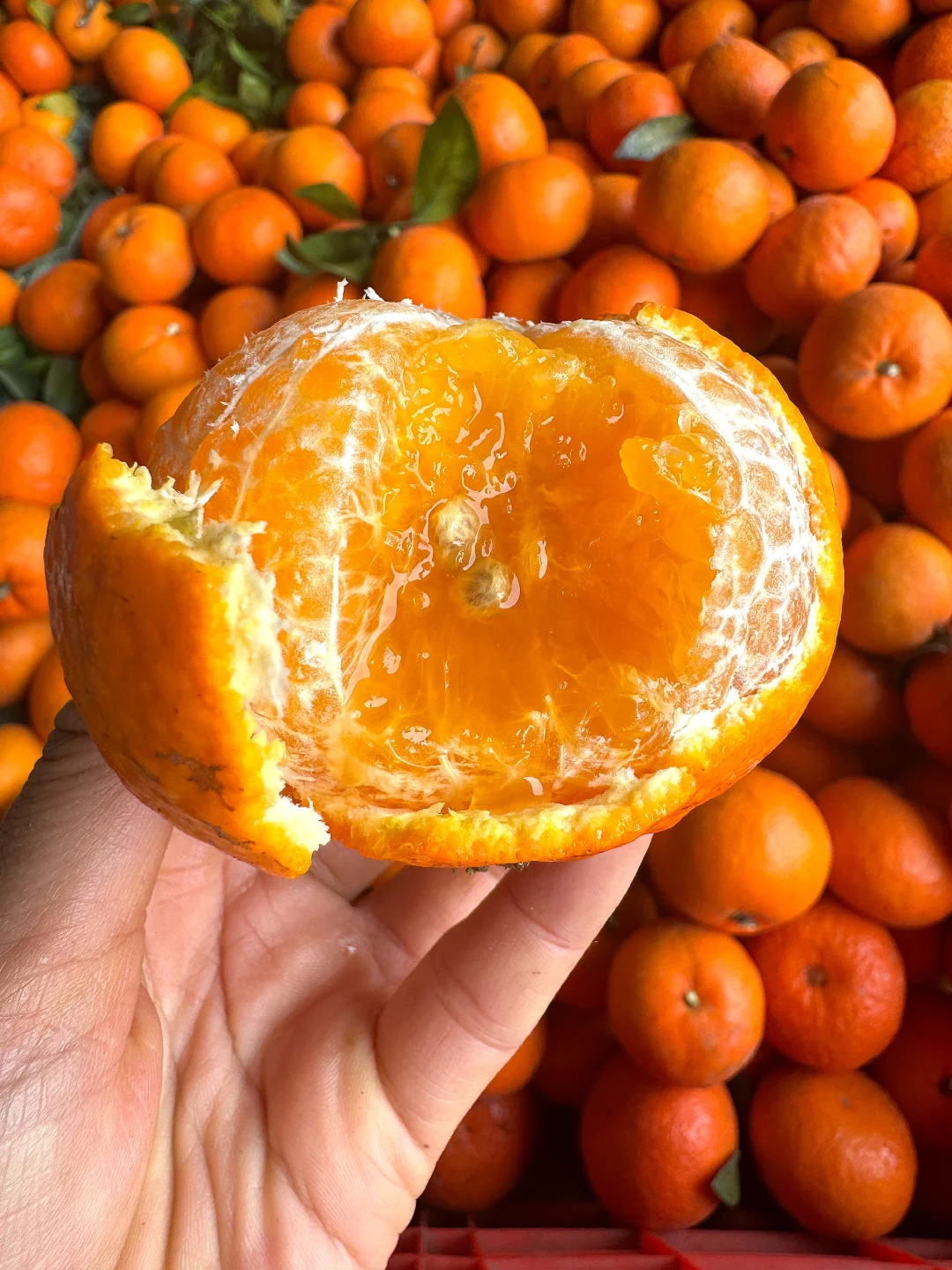 现在沃柑的口感，错失你真的会遗憾，太好吃了