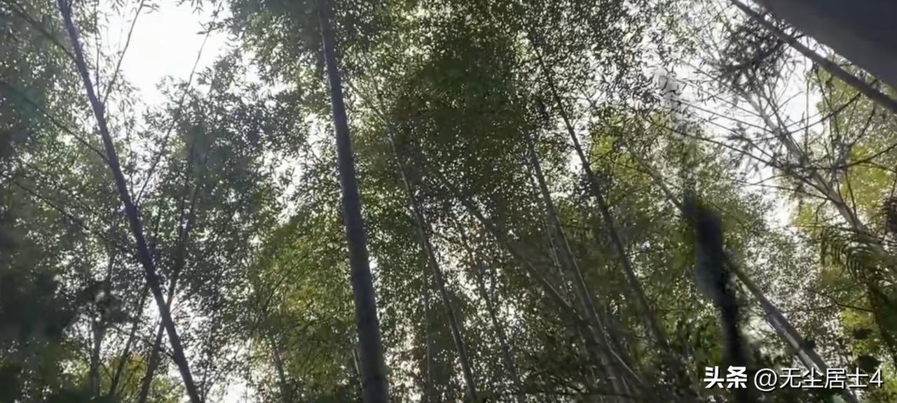 胃癌后，今天挑战自己的体力，以失败告终[捂脸]！
我是农村山区的，今年的冬笋以我